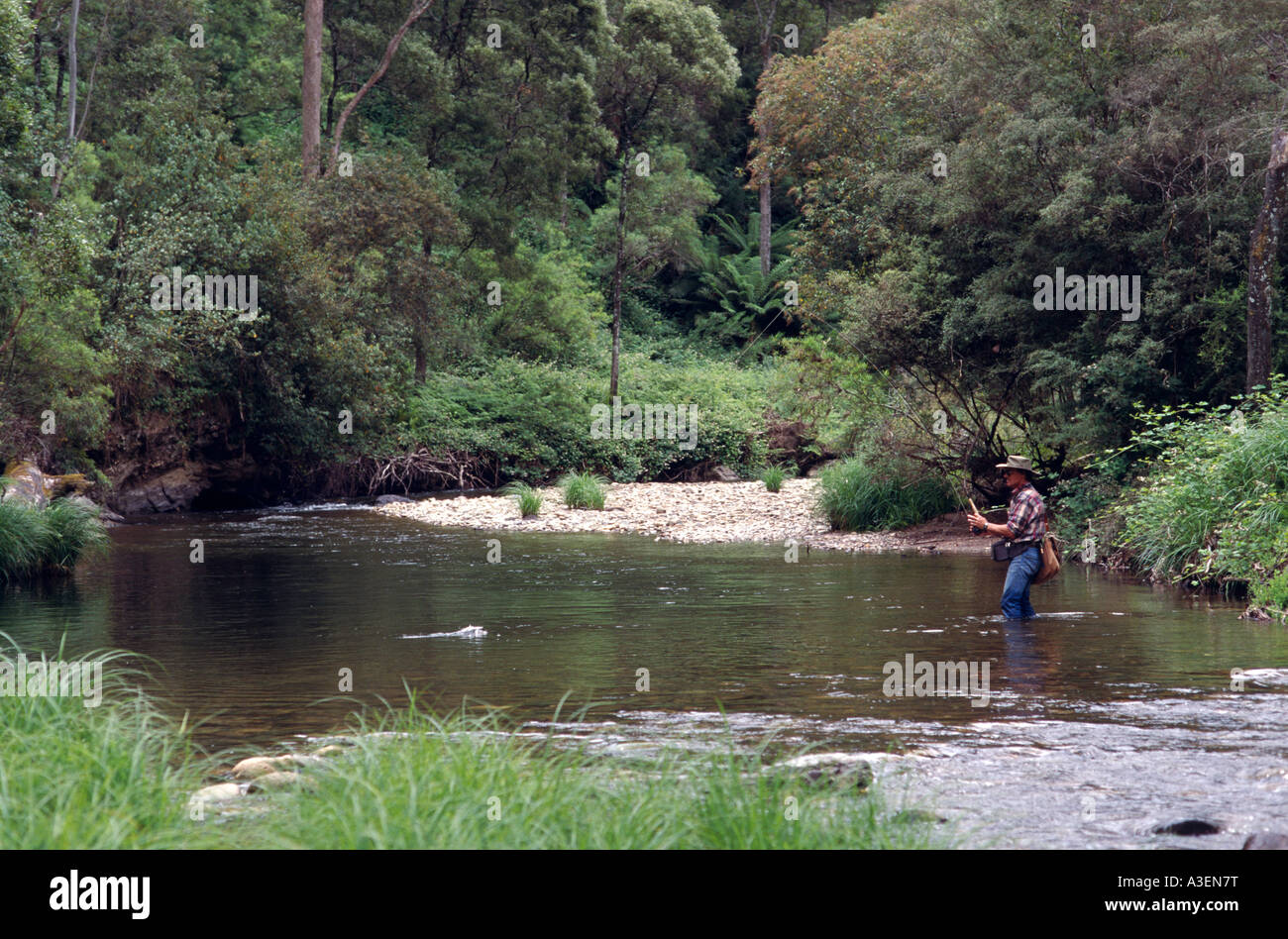 Fly fishing for trout Delatite River near Mansfield Victorian Alps NE Victoria Australia