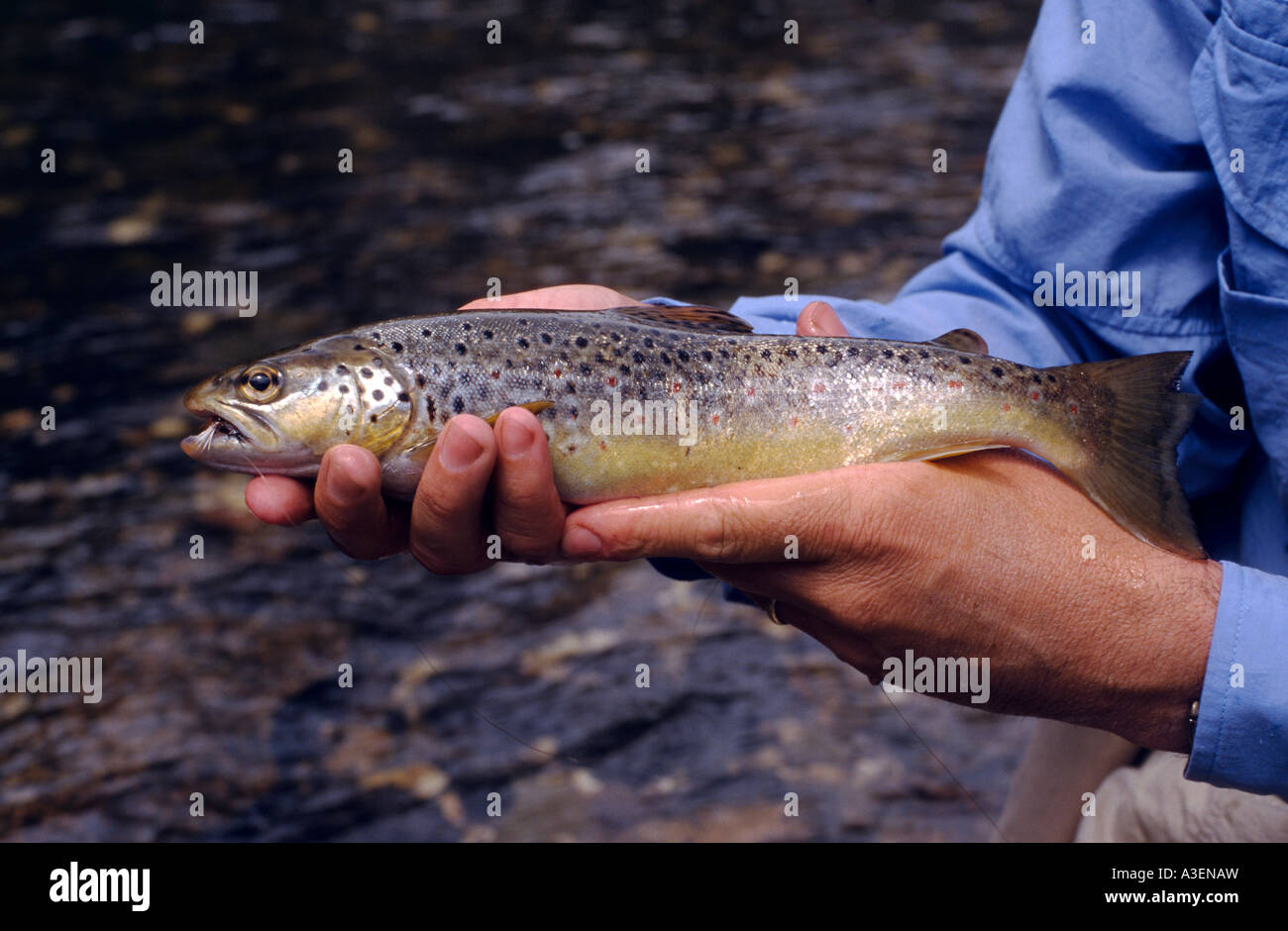Australia fish spots hires stock photography and images Alamy