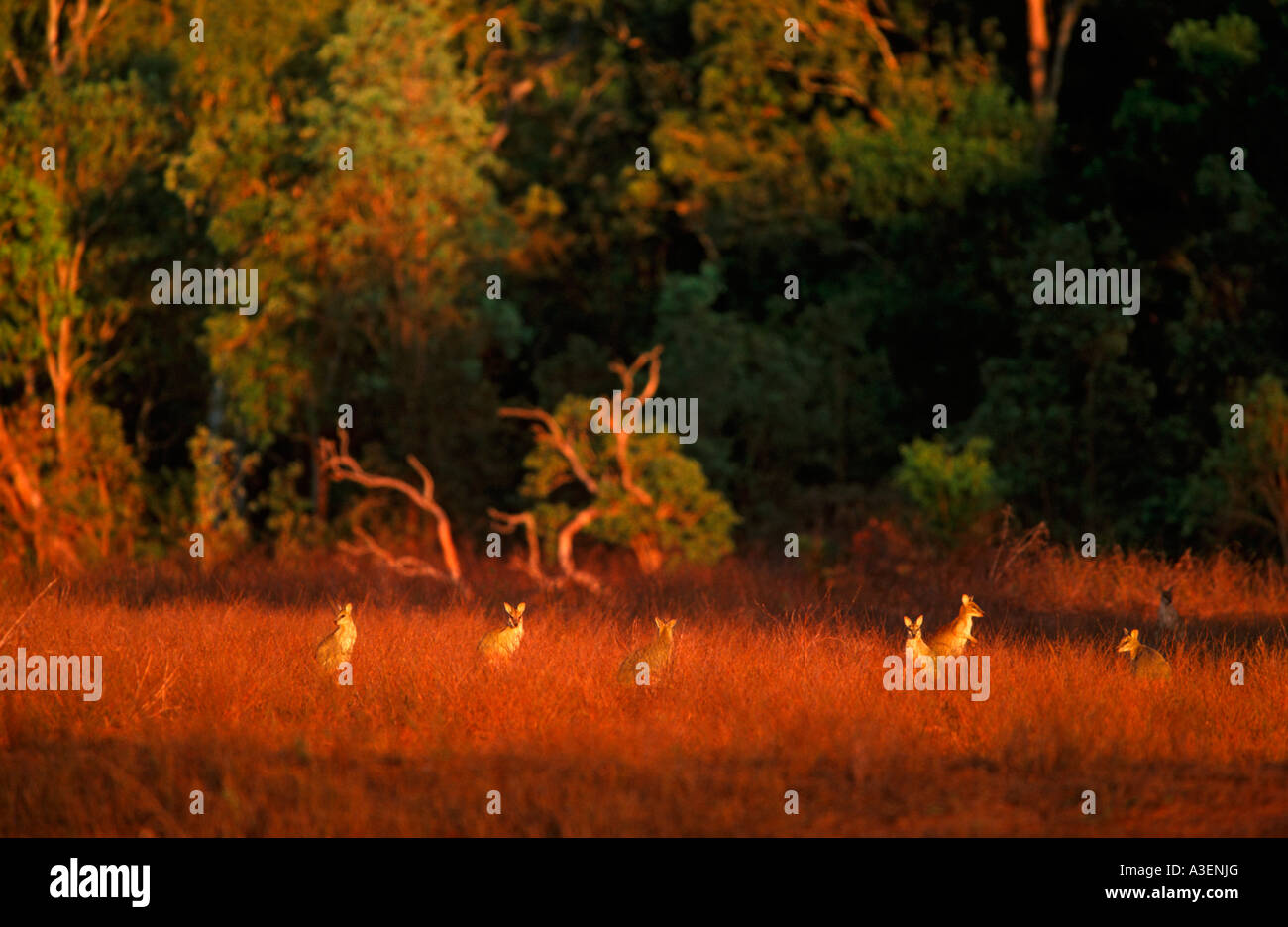 Agile wallabies, Australia Stock Photo