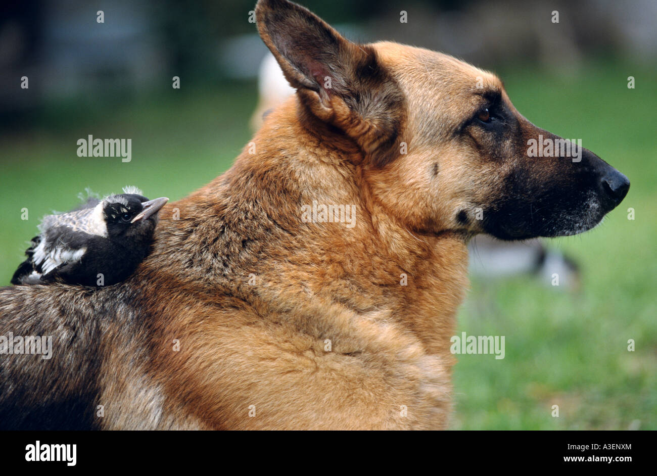 Dog with orphaned baby magpie, Australia Stock Photo