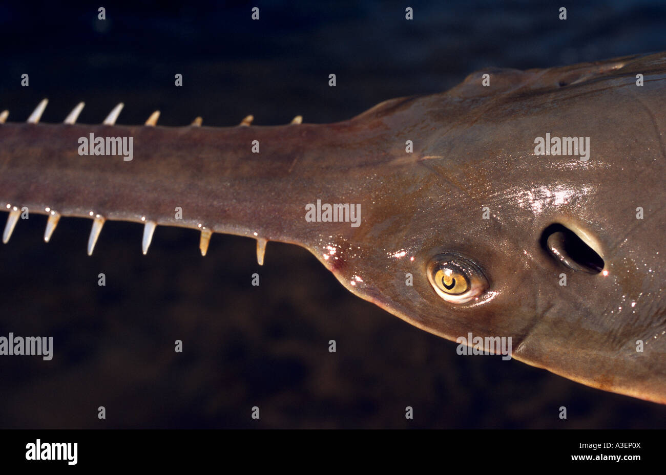Sawfish, Northern Australia Pristis microdon Stock Photo