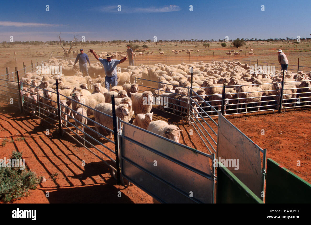 Mustering sheep into yards Langidoon Station near Broken Hill New South