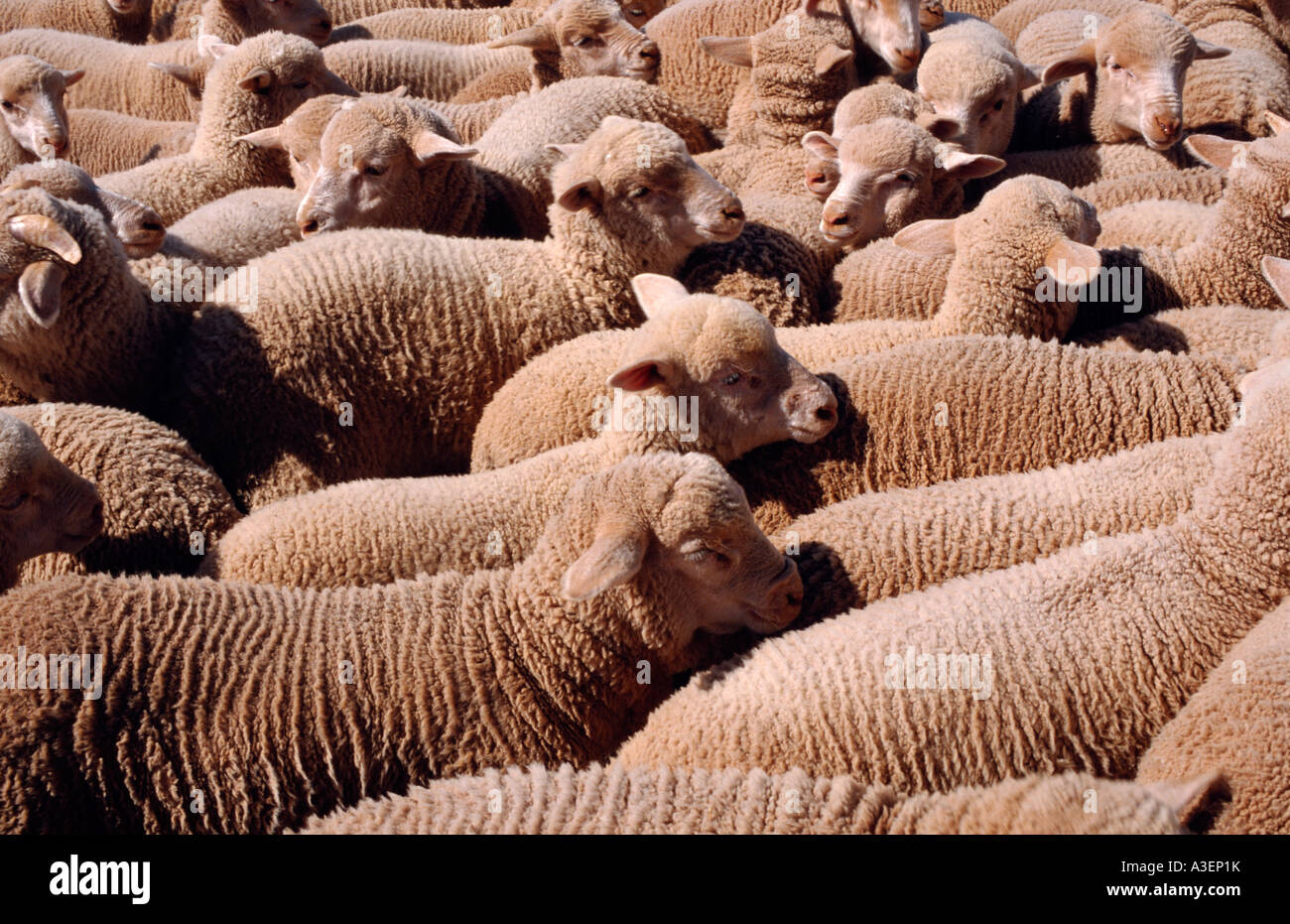 Merino sheep in yards Australia horizontal Stock Photo