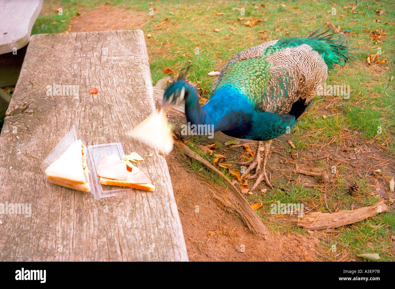 A peacock snatches a sandwich. Stock Photo
