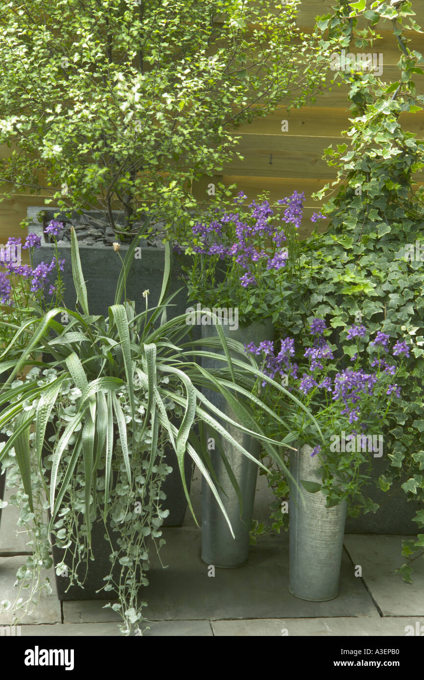 Astelia and Corkias in collection of architectural plants in pots silver white colour scheme Stock Photo