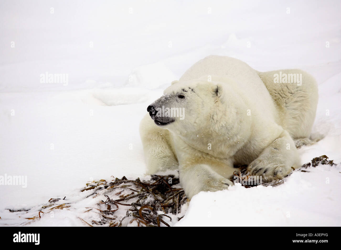 Polar bear resting Stock Photo - Alamy