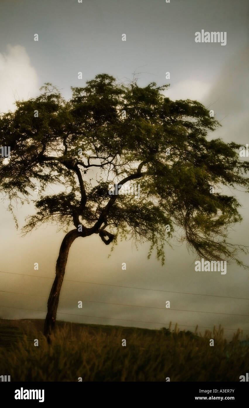 Tree and stormy sky Stock Photo - Alamy