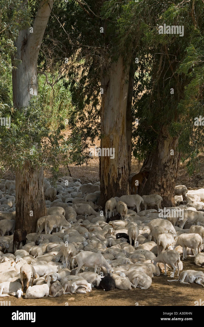 Goats resting under Eucalyptus trees Stock Photo Alamy