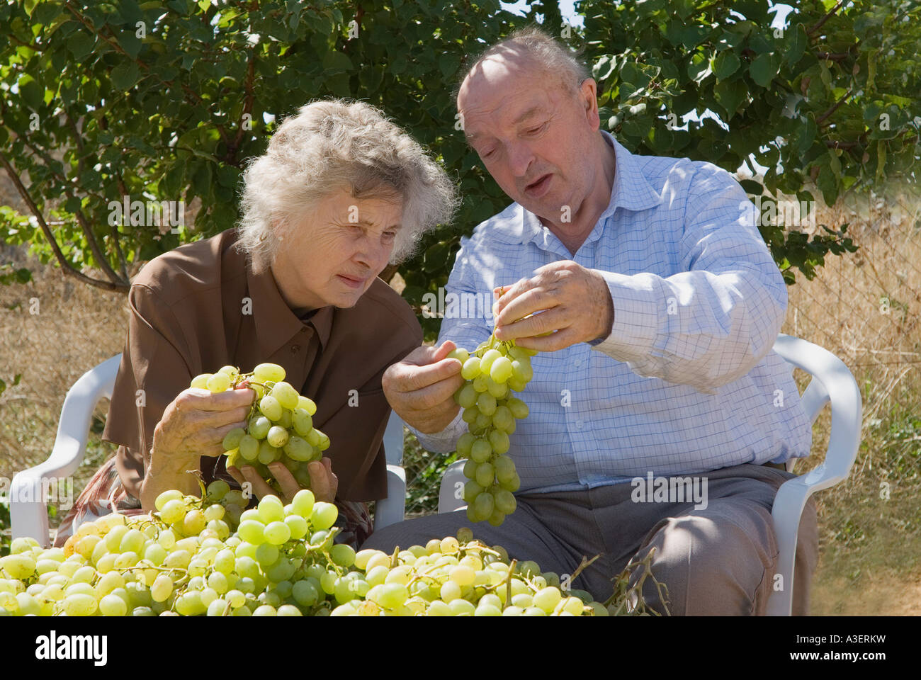 Grape orchardists in Spain Stock Photo