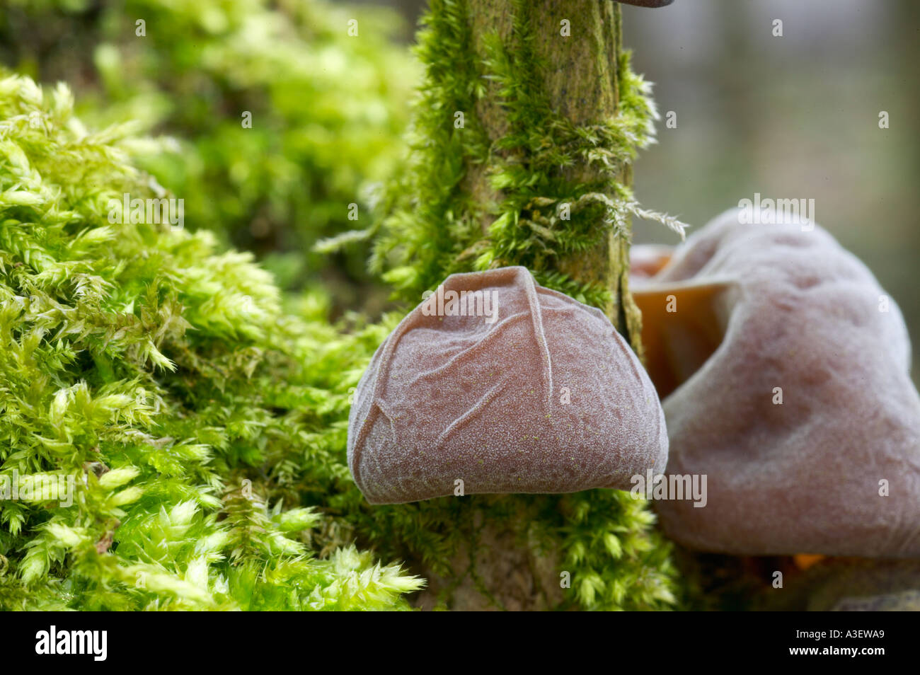 Jelly Ear or Jews s Ear fungus Auricularia auricula judae on Elder in woodland Stock Photo