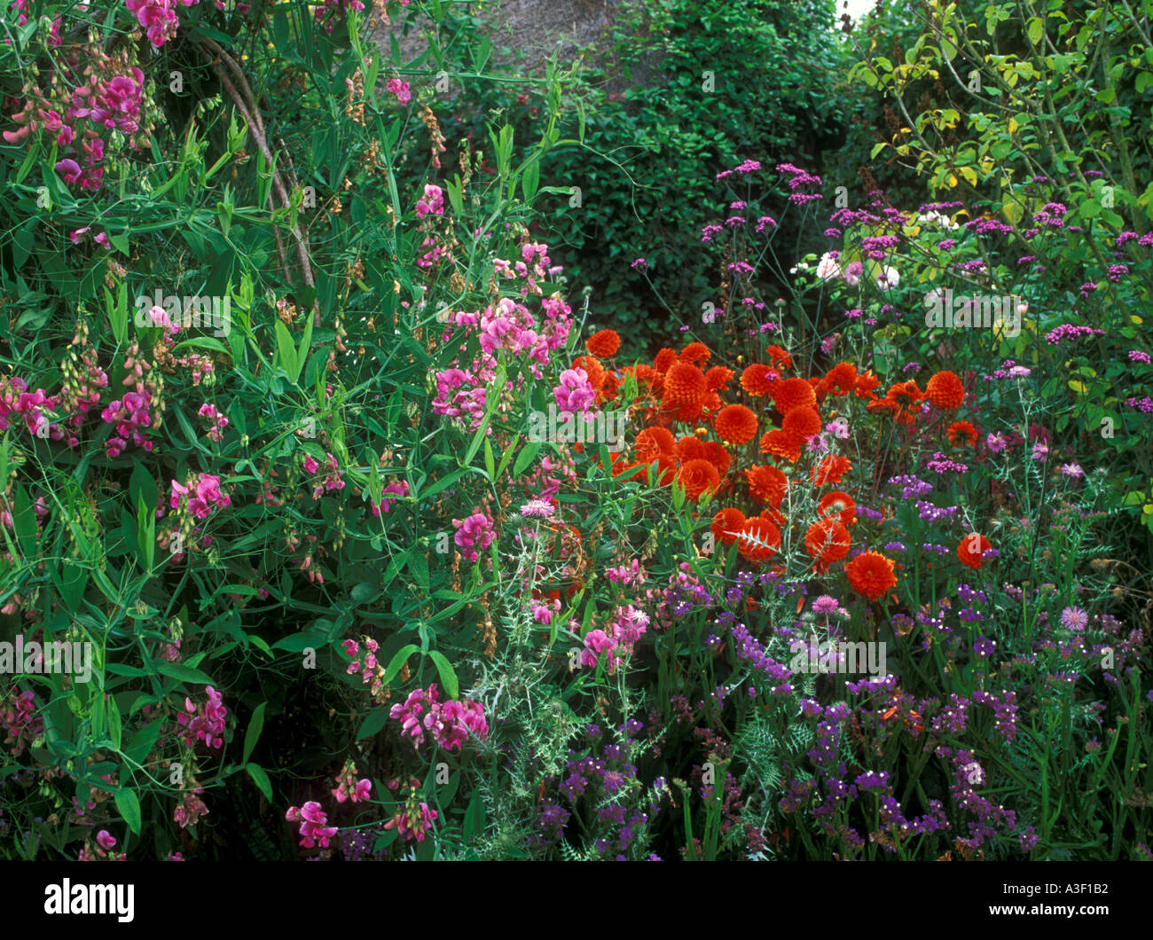 Cottage garden of various plants & flowers Stock Photo - Alamy
