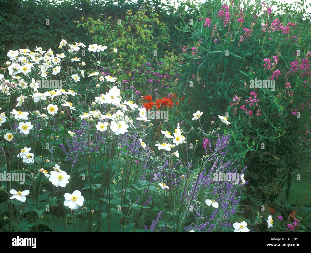 Garden Herbaceous Border Stock Photo - Alamy