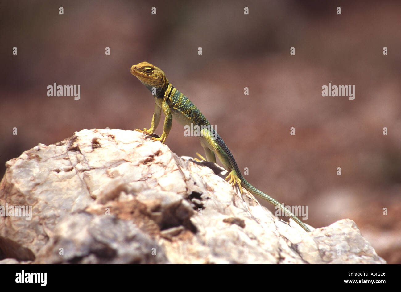 Collared lizard Crotaphytus collaris basking on rock USA Stock Photo