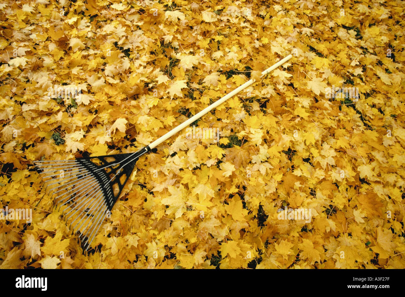 Rake laying on fall colored leaves United States Oregon Stock Photo