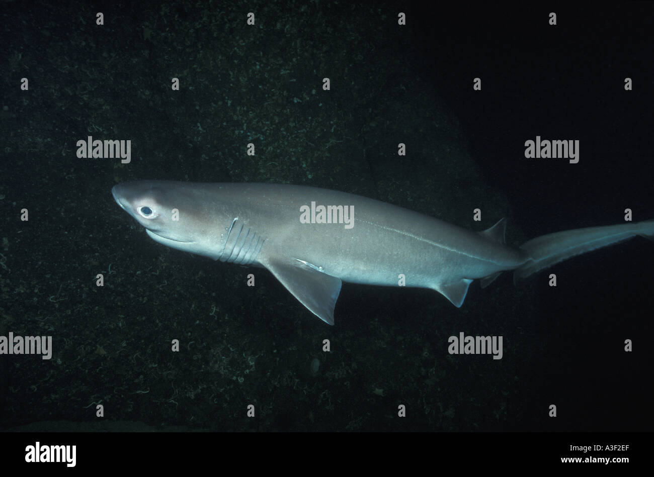 Photo MZ 5 Bluntnosed Sixgill Shark Hexanchus griseus Photo Copyright Brandon Cole Stock Photo