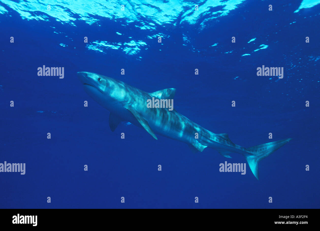 Photo NC 143 Tiger Shark Galeocerdo cuvier Photo Copyright Brandon Cole Stock Photo
