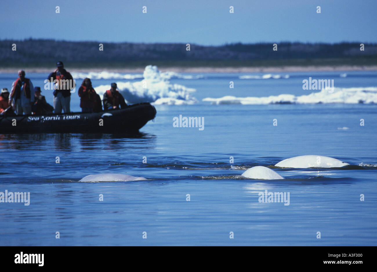 Photo MR 33 Beluga Whales Delphinapterus leucas Photo Copyright Brandon Cole Stock Photo