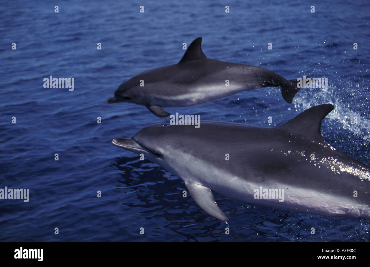 Photo LN 10917 Atlantic Spotted Dolphins Stenella frontalis Photo Copyright Brandon Cole Stock Photo