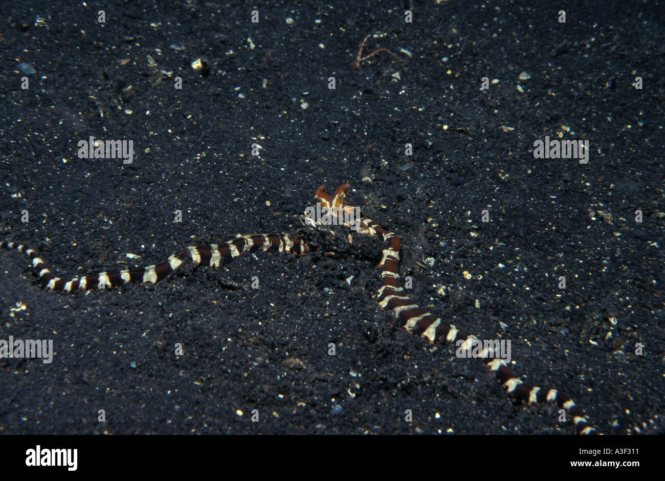 Dangerousseasnakes hires stock photography and images Alamy