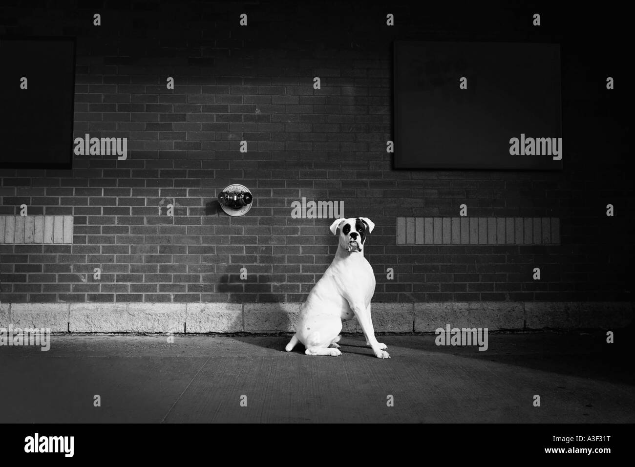 Alert Dog Stock Photo Alamy alert-dog-stock-photo-alamy