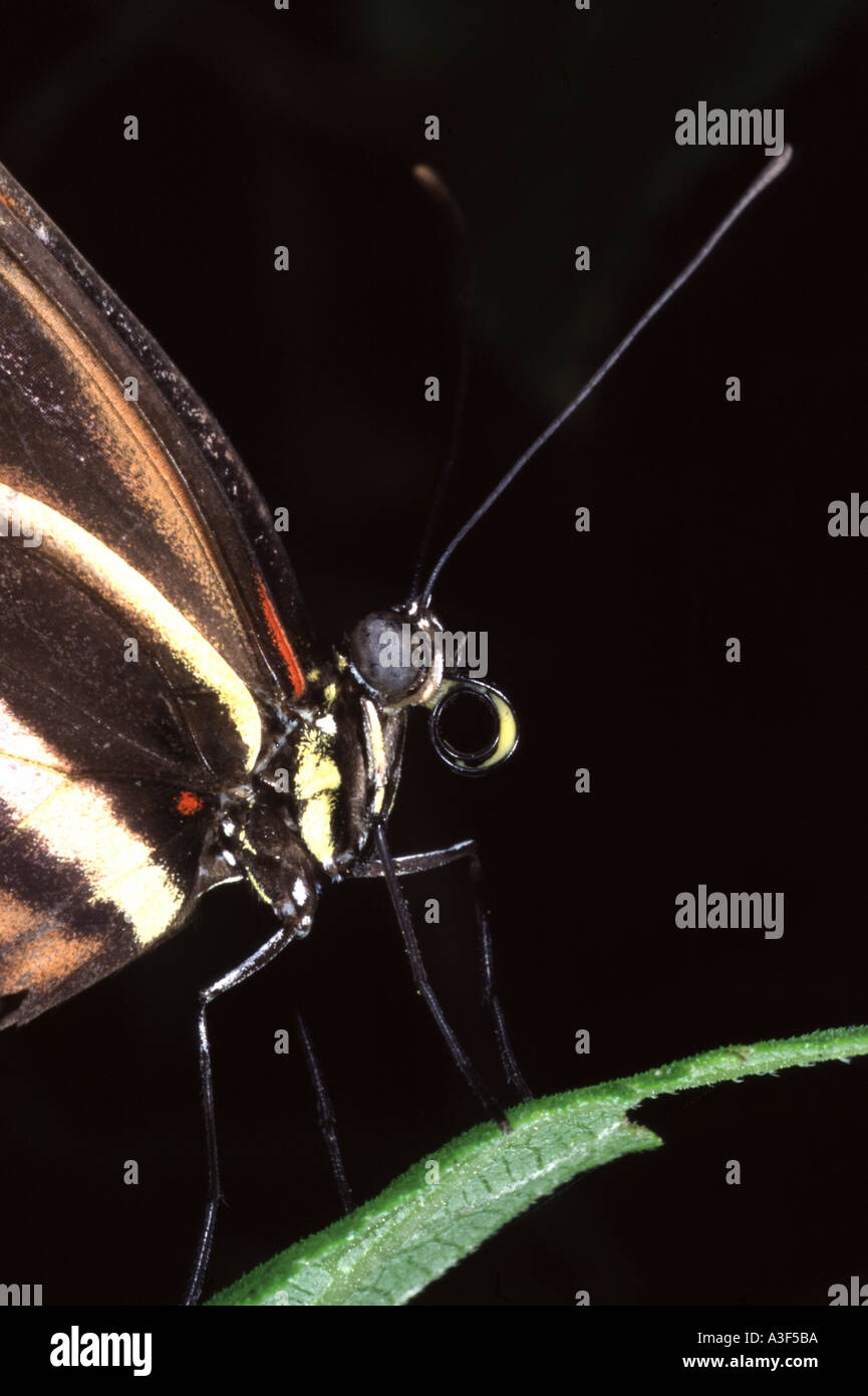 Tropical butterfly showing mouth parts Stock Photo Alamy