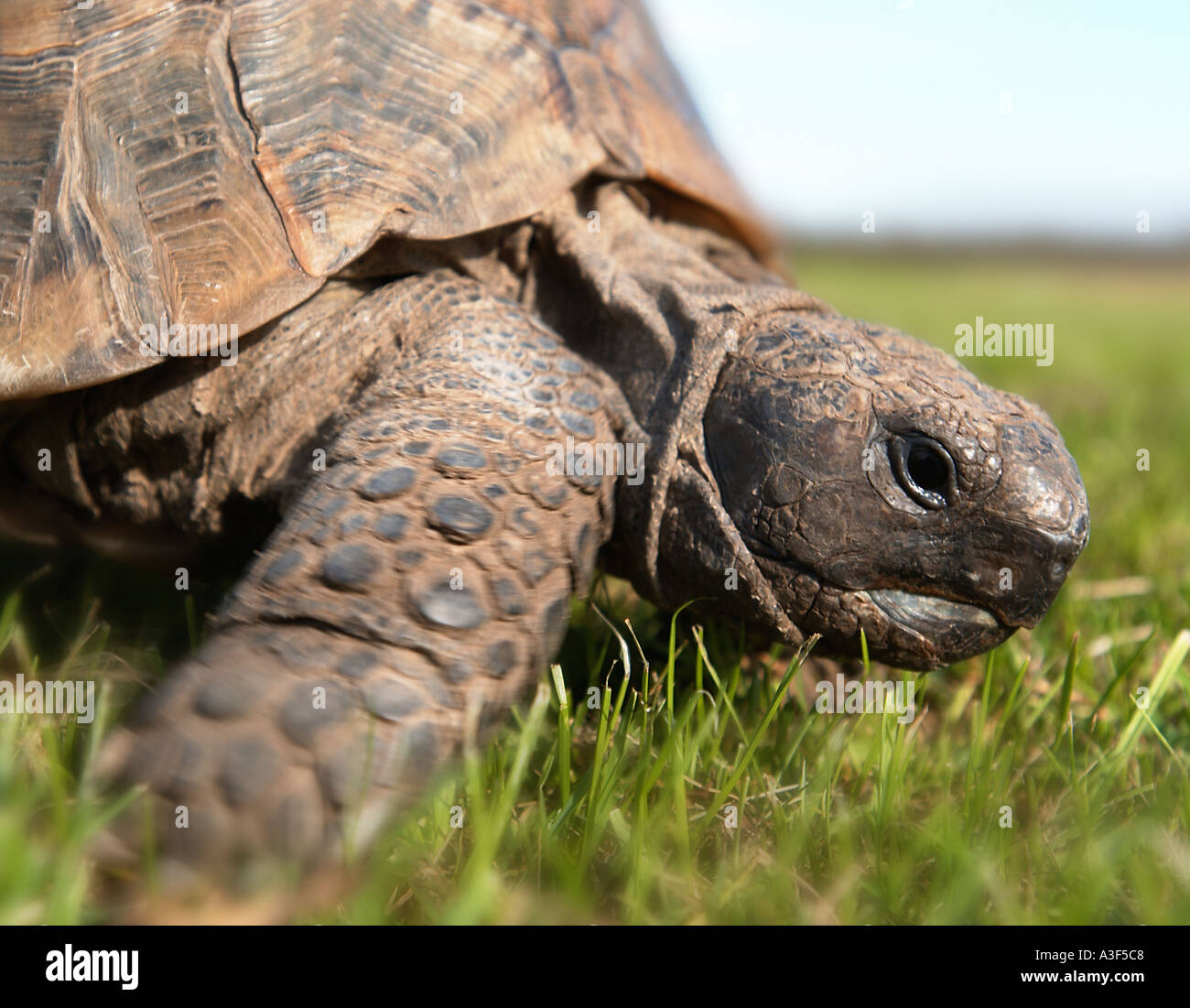 Mark of the tortoise hi-res stock photography and images - Alamy