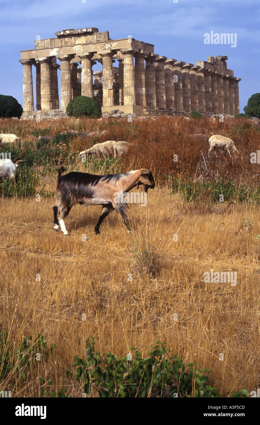Greek temple at Selinunte Sicily Italy with goats Stock Photo