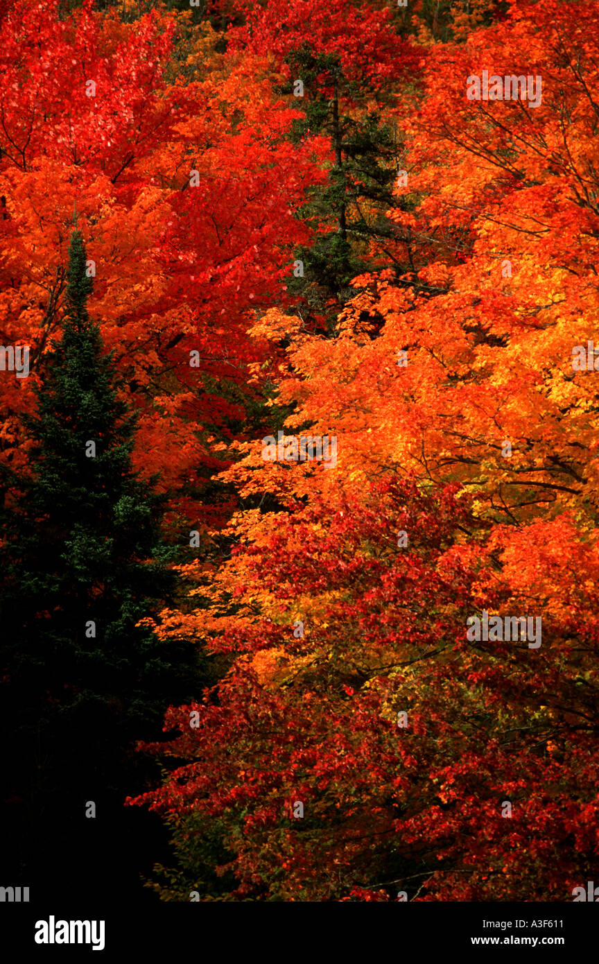 fall colours with maple trees in New Brunswick Canada Stock Photo Alamy