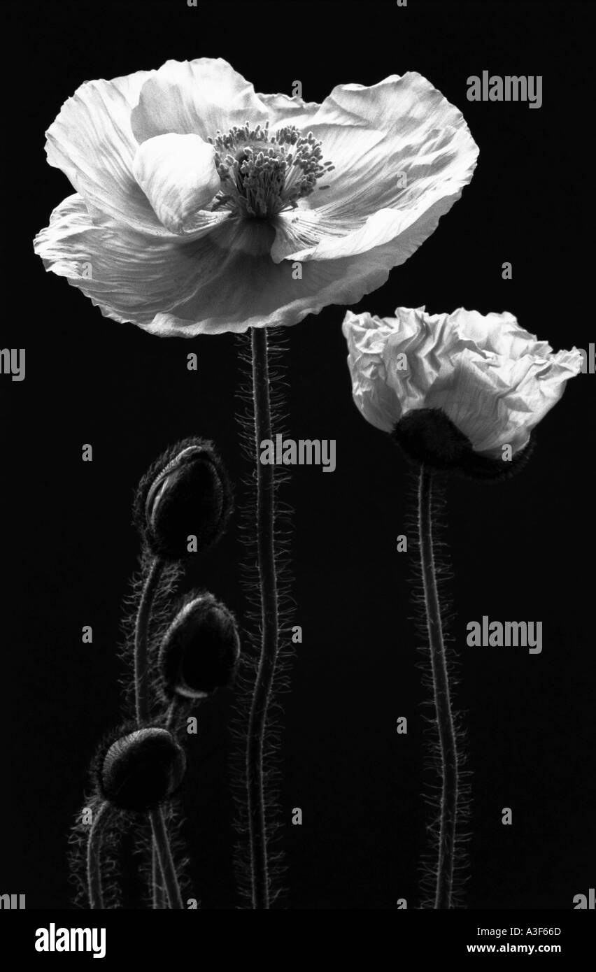 Hairy white flowers Black and White Stock Photos & Images - Alamy