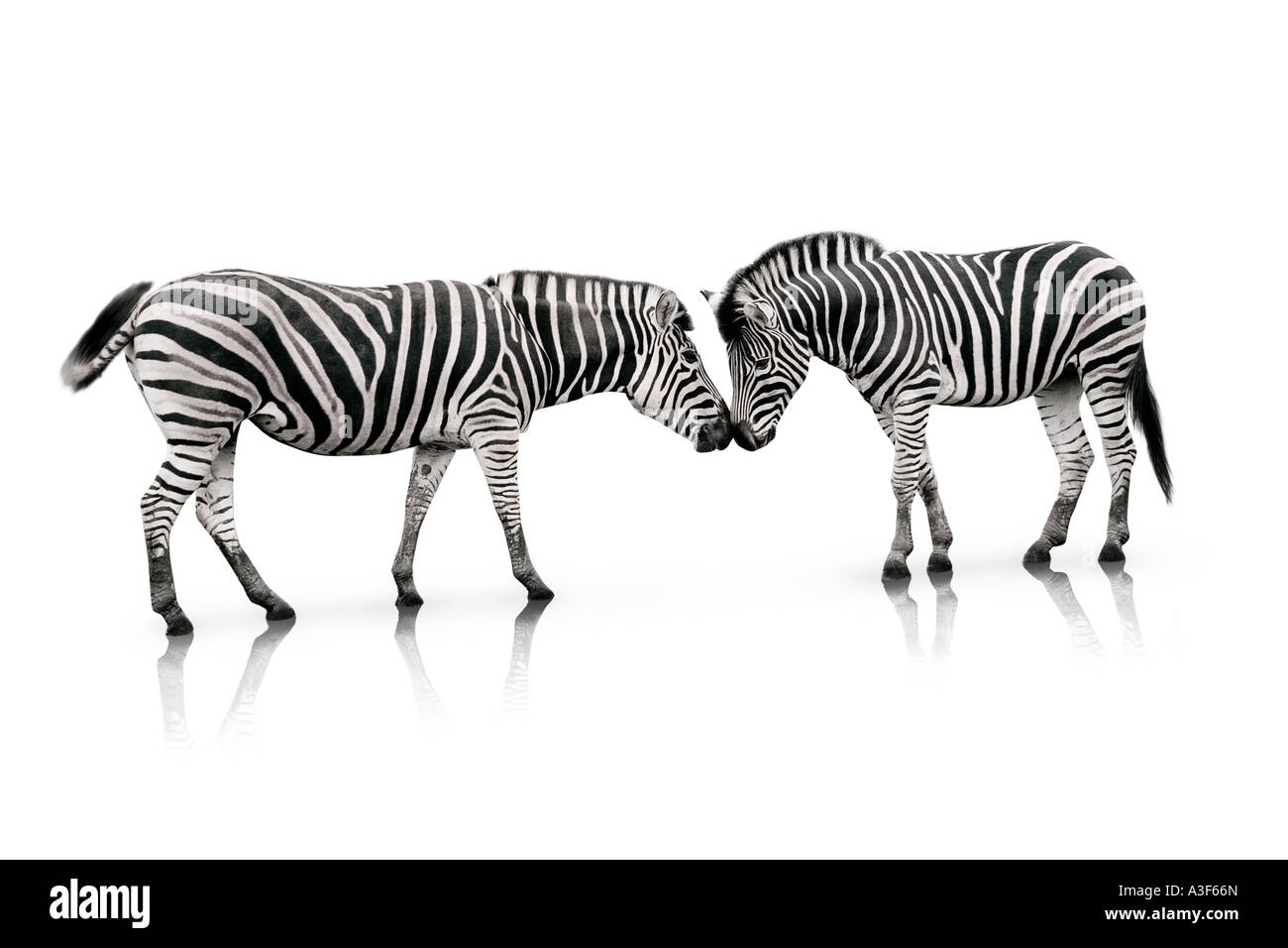Zebra nose Cut Out Stock Images & Pictures - Alamy