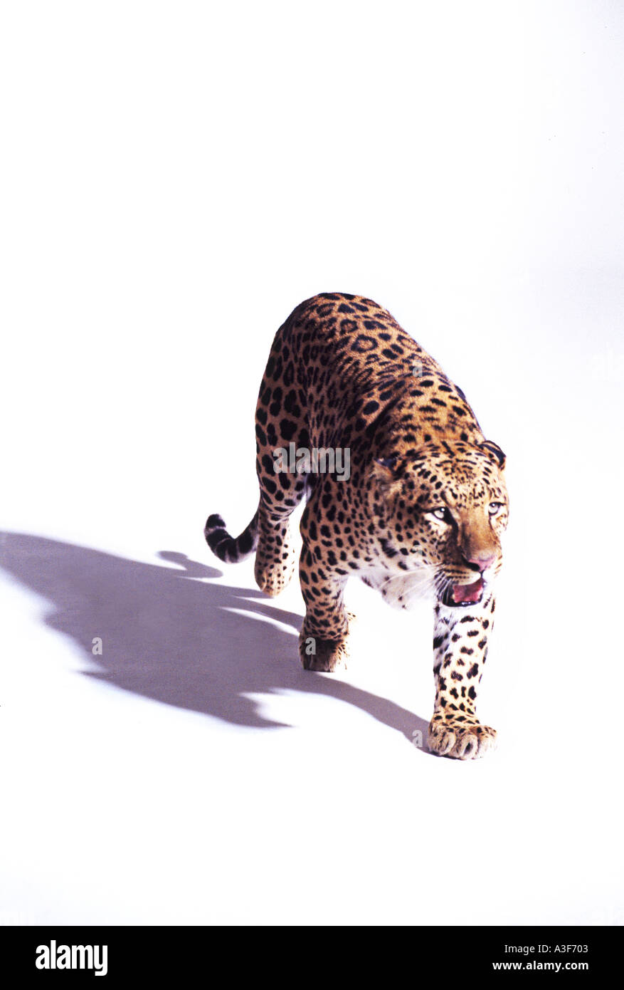 Tiger leopard hi-res stock photography and images - Alamy