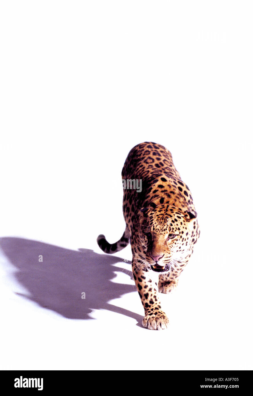 tiger walking towards camera on white background Stock Photo