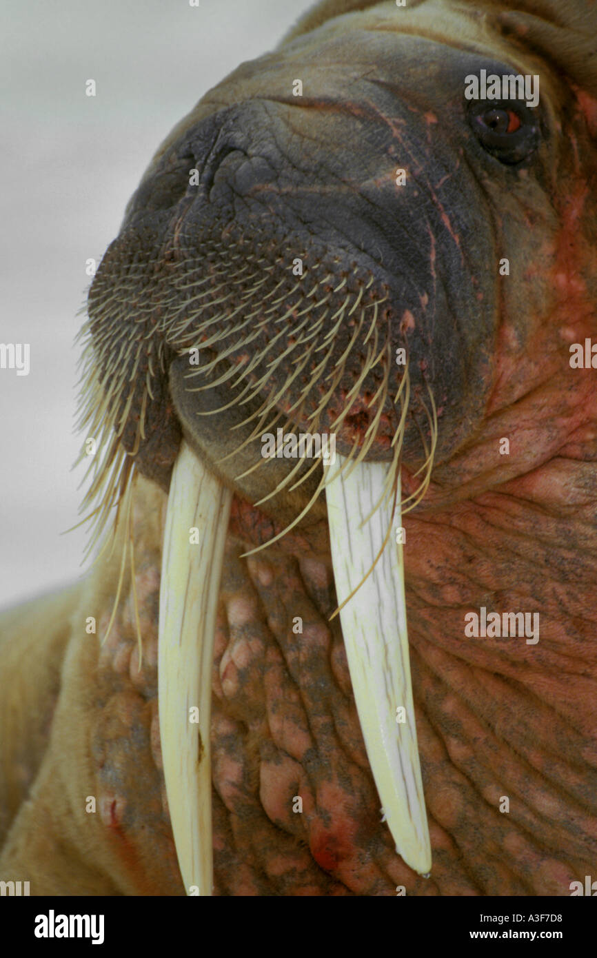 Closeup of Walrus Odobenus rosmarus near Lagoya Spitsbergen Svalbard Norway Stock Photo