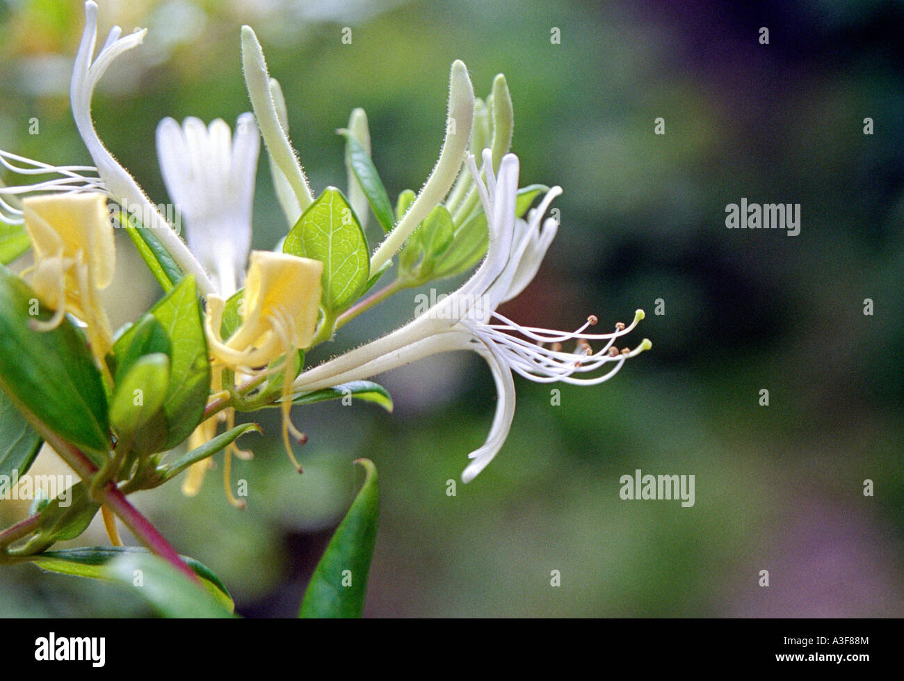 Lonicera japonica Halliana, honeysuckle, 'common/wild' variety profile of flower Stock Photo