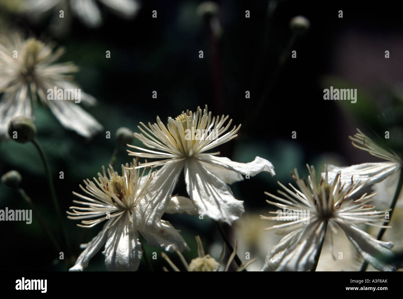 Ranunculaceae, White Clematis, montana Stock Photo
