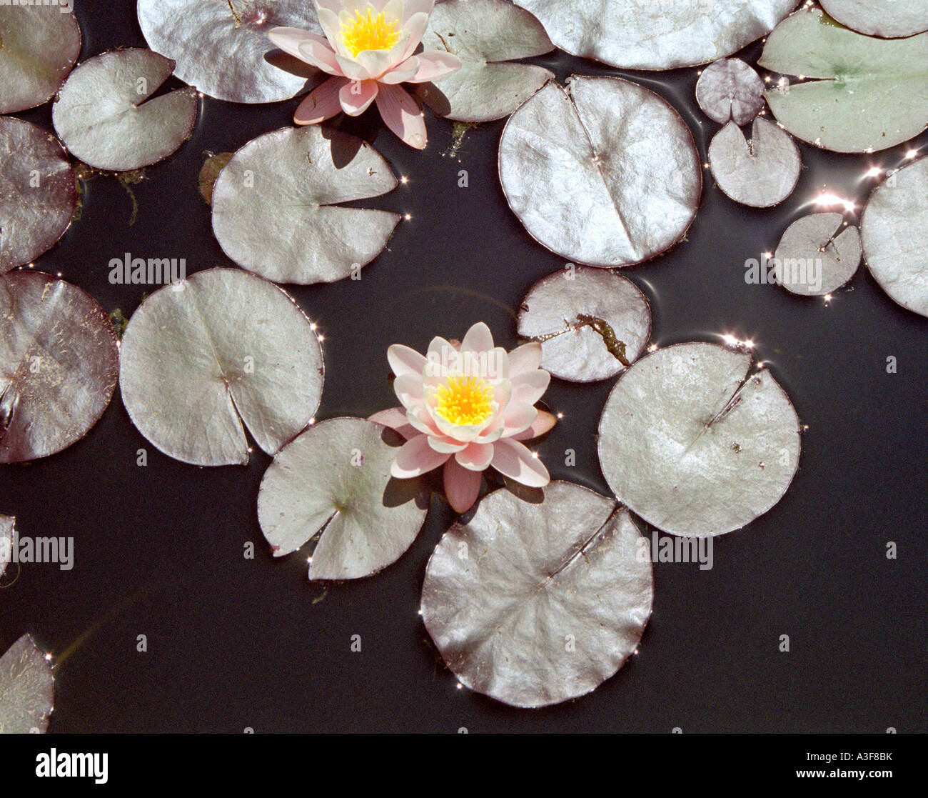 Water Lily, Nymphaea Marliacea, viewed from above, with lily pads Stock Photo