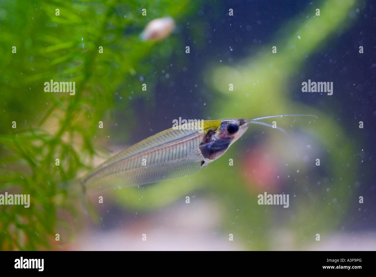 Ghost or glass catfish in tropical home freshwater aquarium Stock Photo
