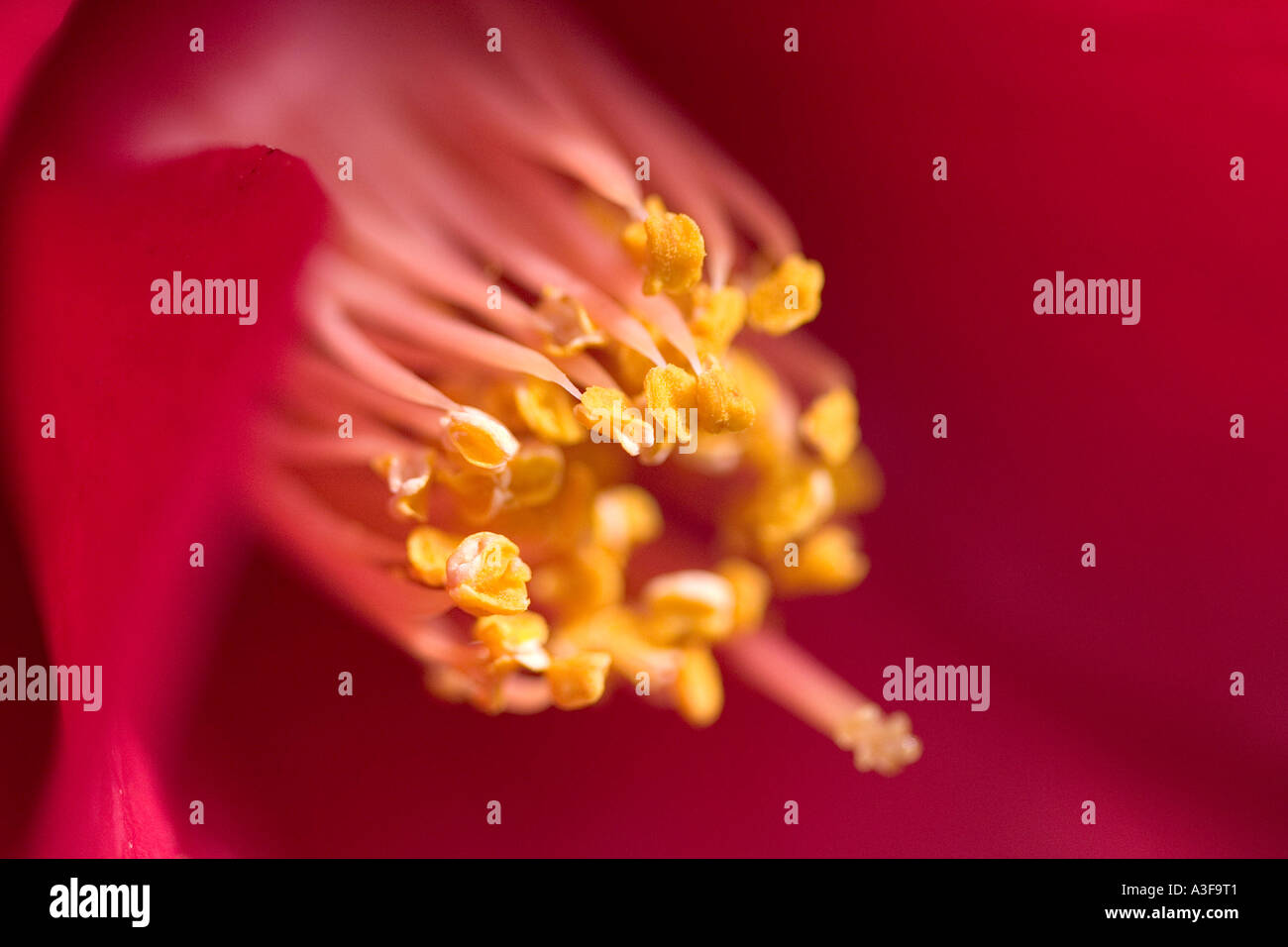 Pollen covered stamens Stock Photo