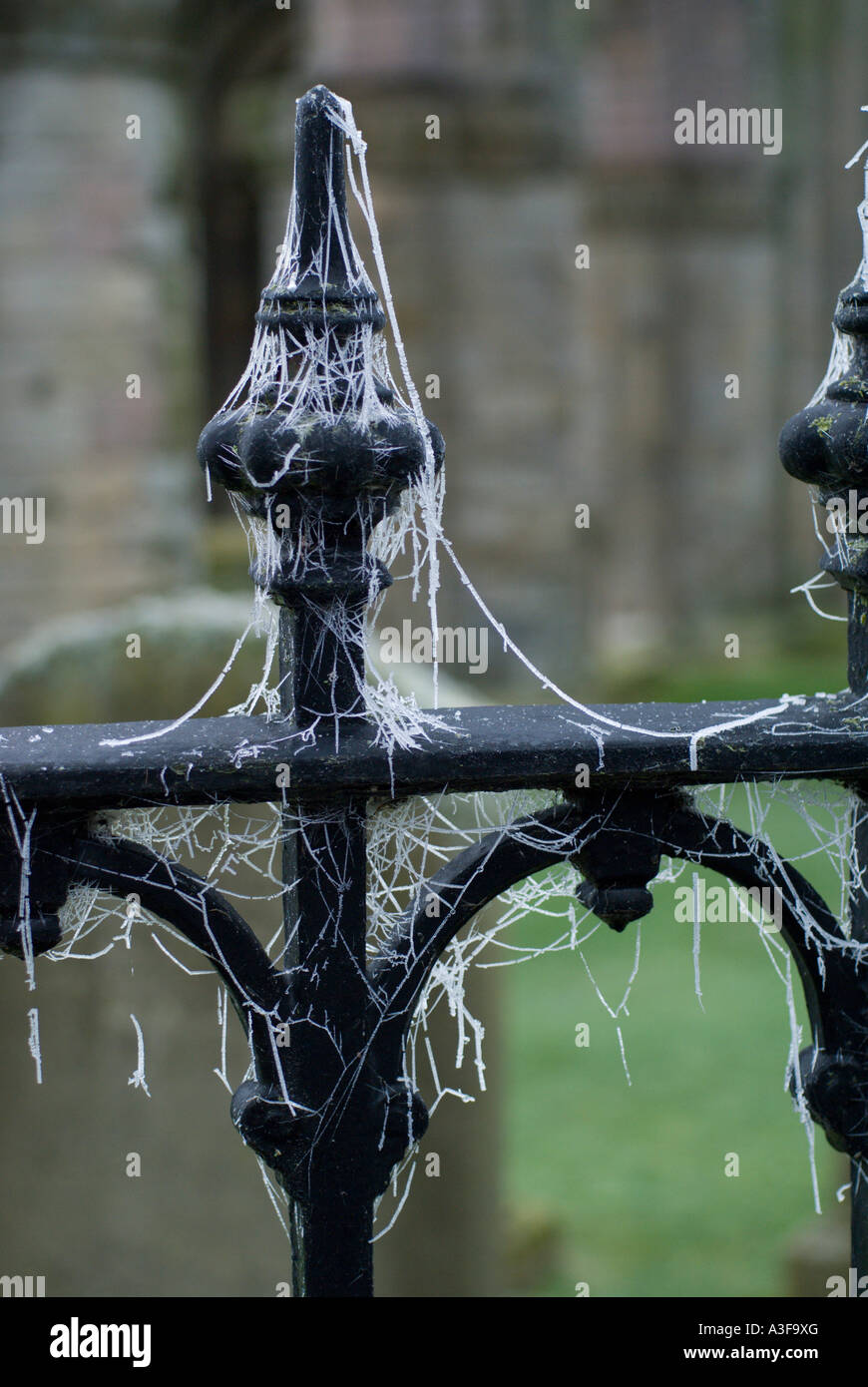 Spider On Railing High Resolution Stock Photography and Images - Alamy