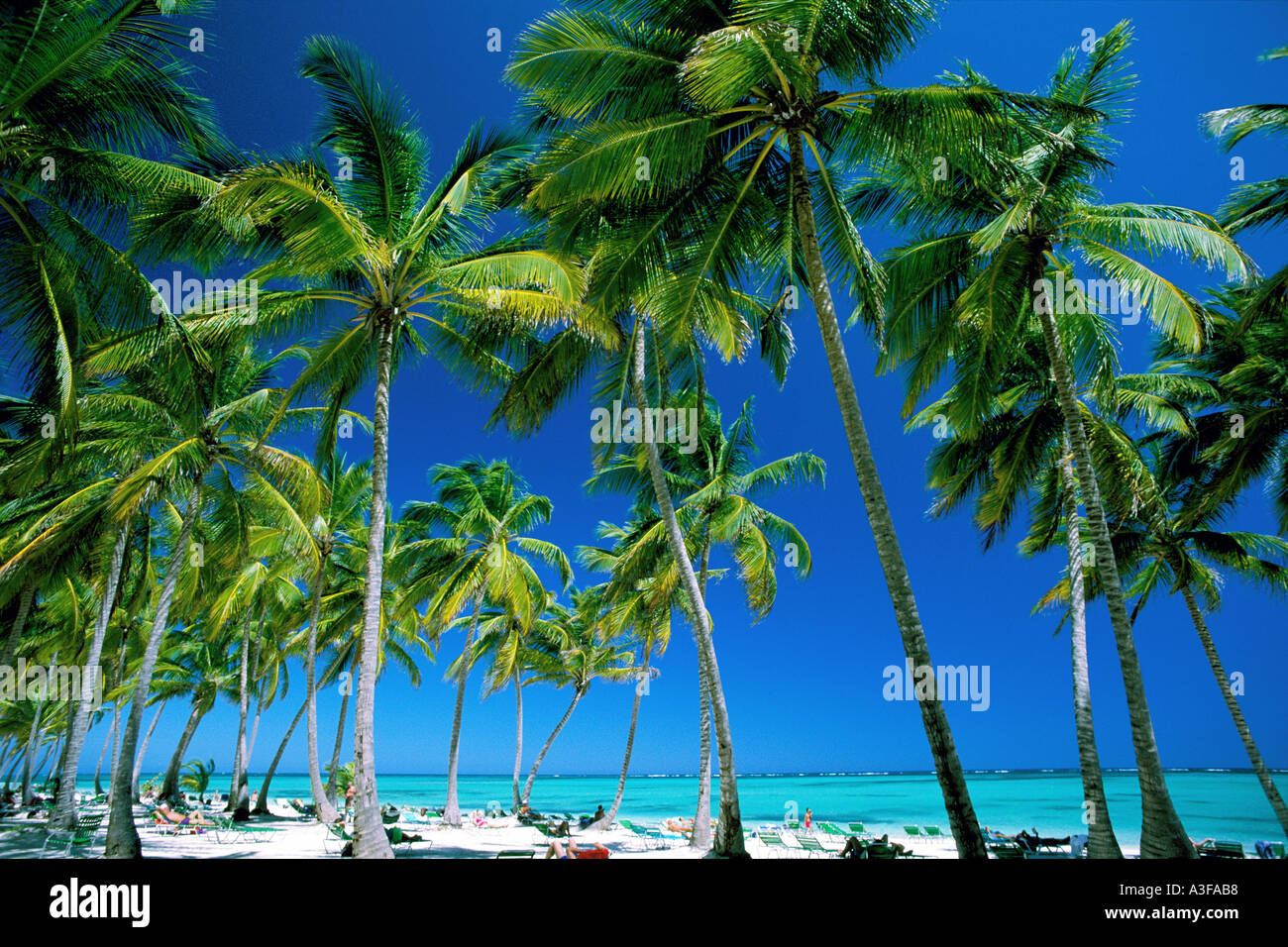 Dominican Republic Punta Cana Bavaro Beach Palm trees and beach Stock Photo