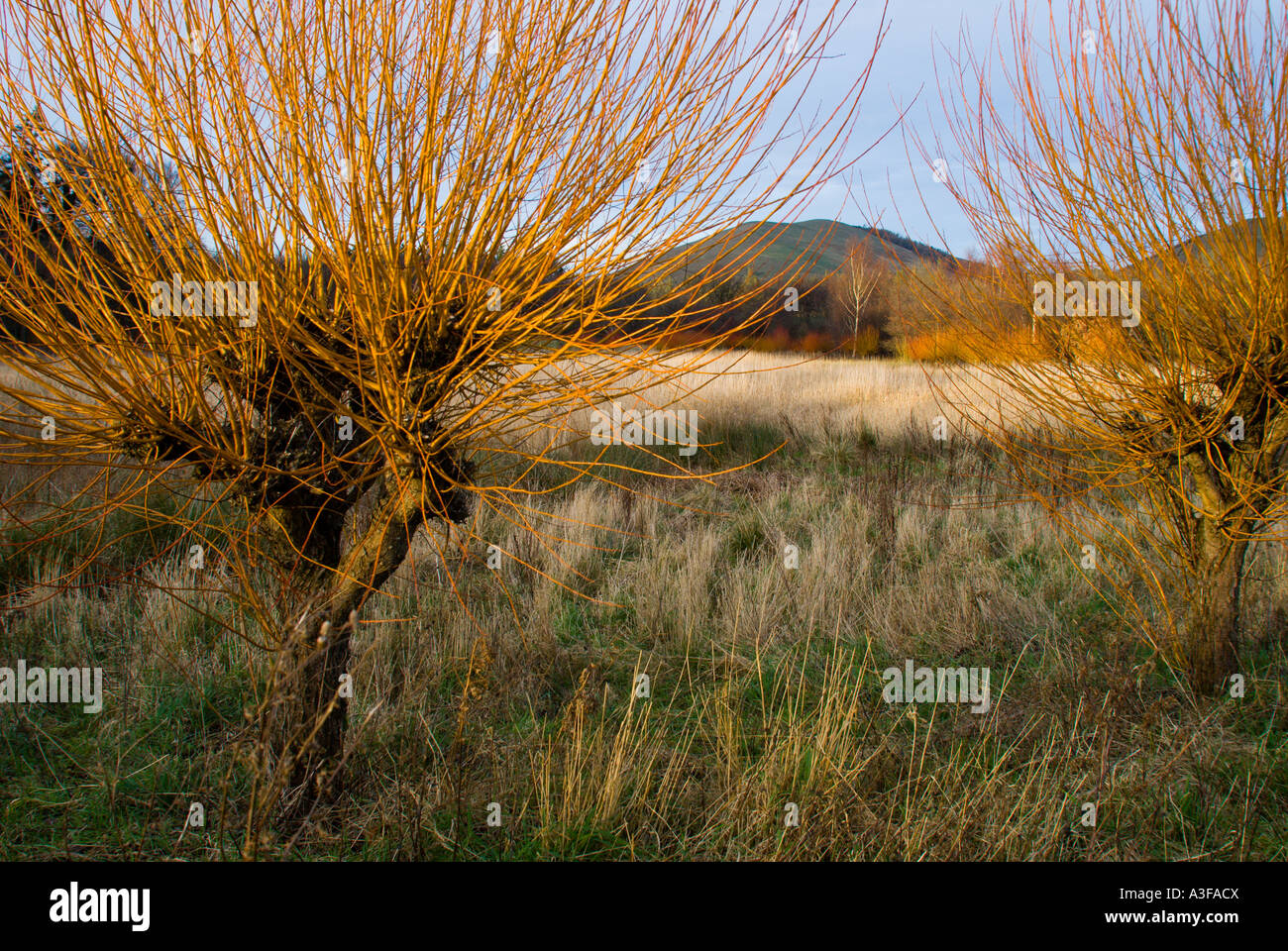 Willows cultivated for withy sticks for weaving and making wickerwork