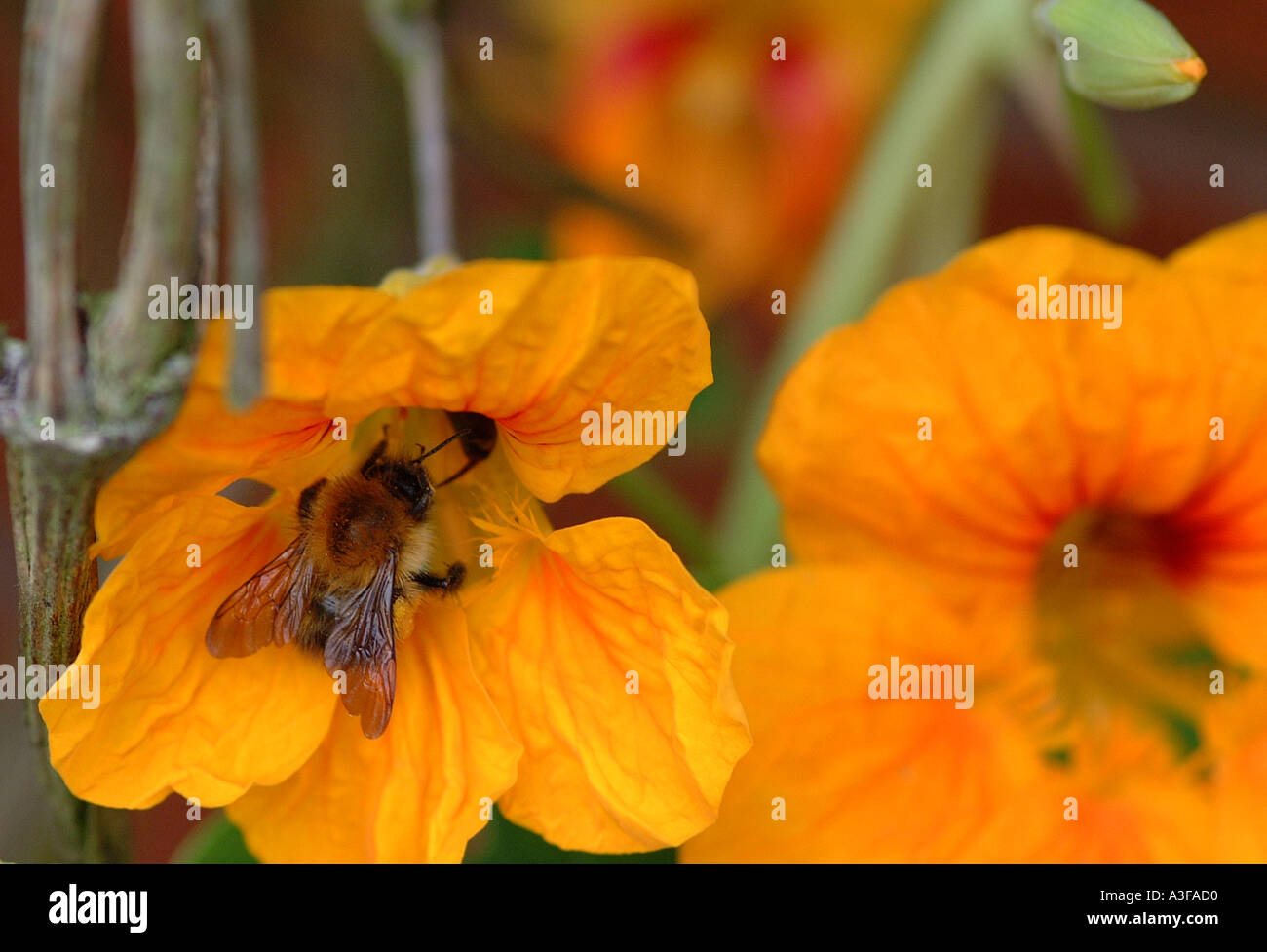 Caterpillars and nasturtiums hires stock photography and images Alamy