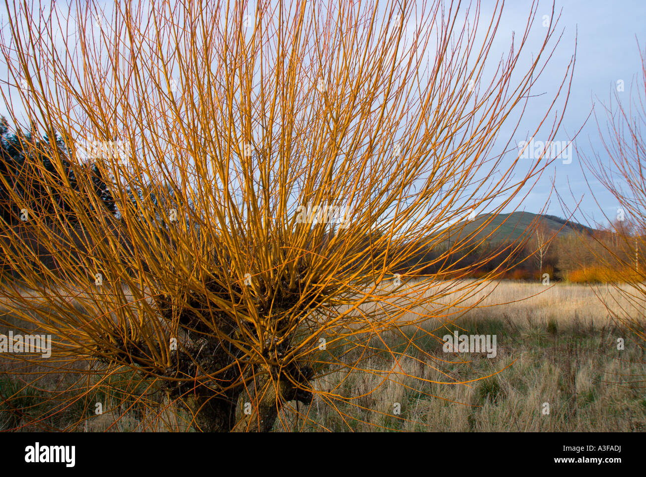 Willows cultivated for withy sticks for weaving and making wickerwork near Hethpool in the