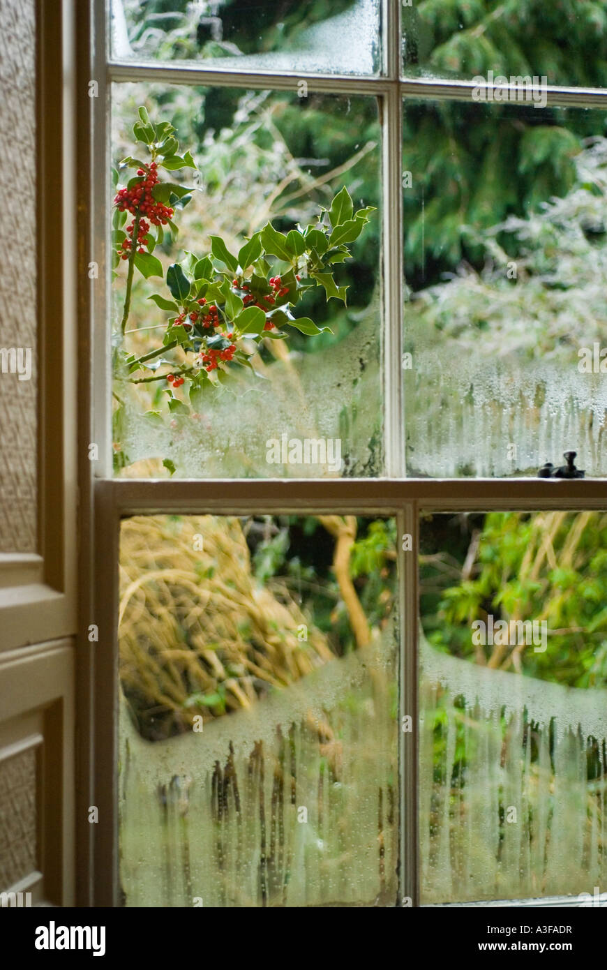 Old single glazed sash window on Christmas day with holly outside and veils of condensation on the glass from melted frost Stock Photo