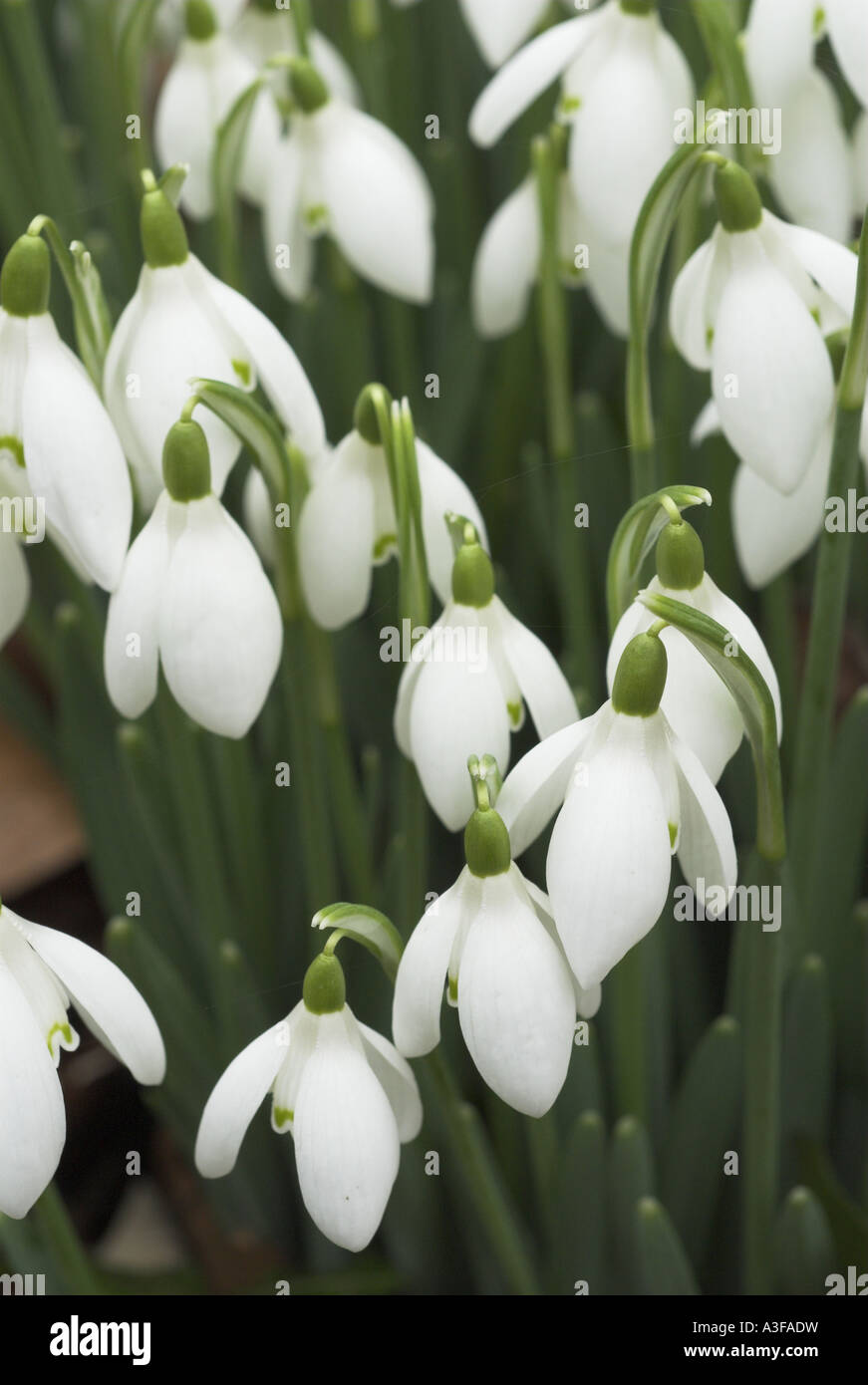 Study of Snowdrops galanthus nivalis flowering Norfolk UK February Stock Photo