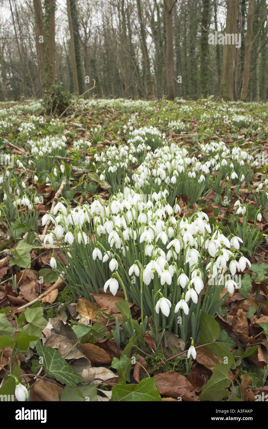 Snowdrops galanthus nivalis flowering in damp woodland Norfolk UK February Stock Photo