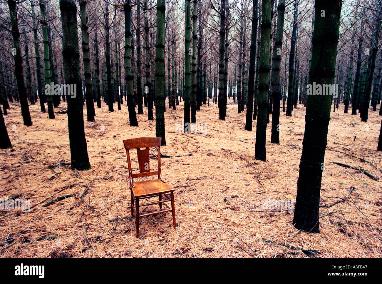A empty wooden chair sits alone in the forest Stock Photo