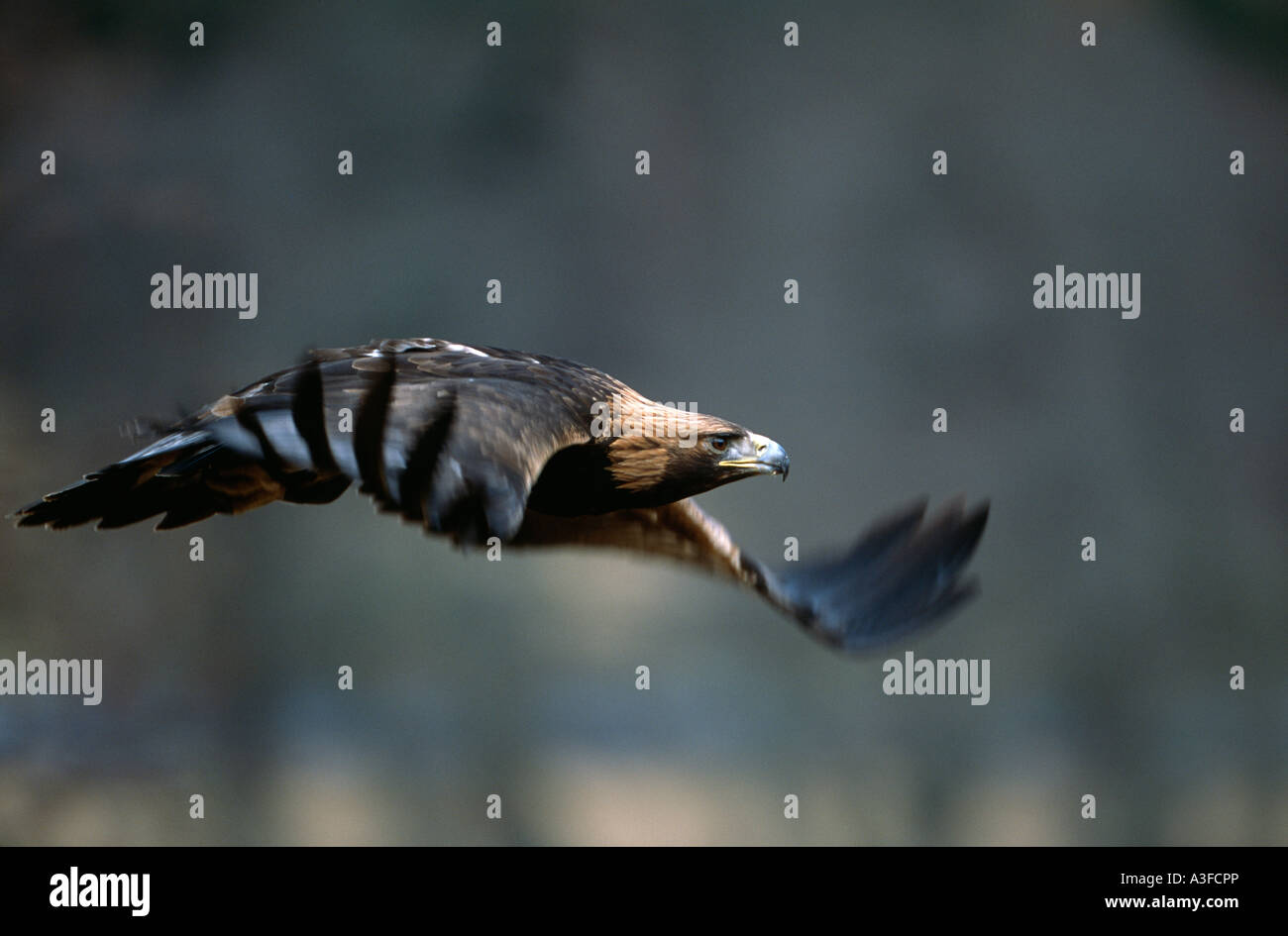 Golden Eagle in flight Stock Photo Alamy