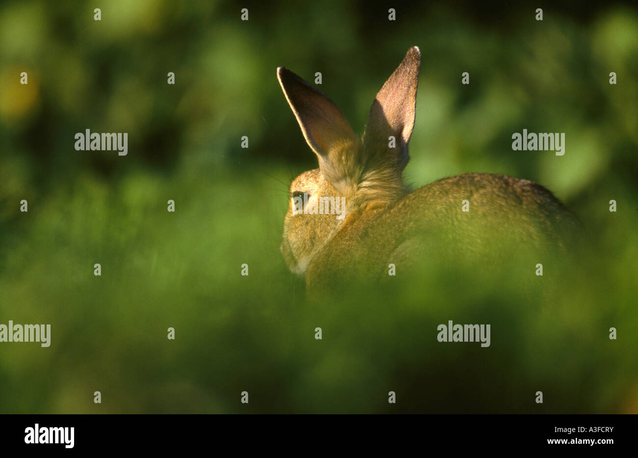 Rabbit sat in cover. Stock Photo
