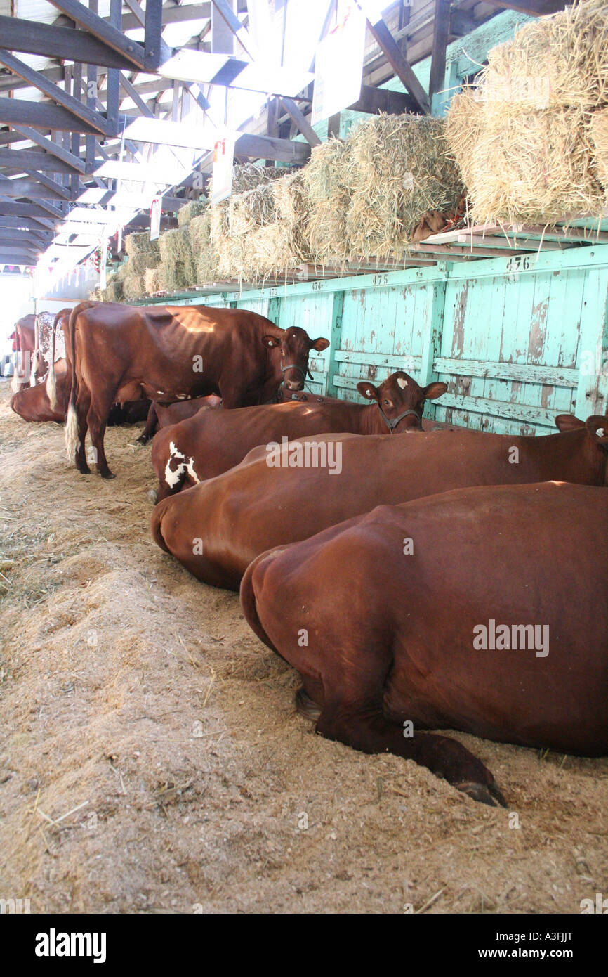 REAR END OF A GROUP OF COWS AT A SHOW VERTICAL BAPDA8969 Stock Photo ...